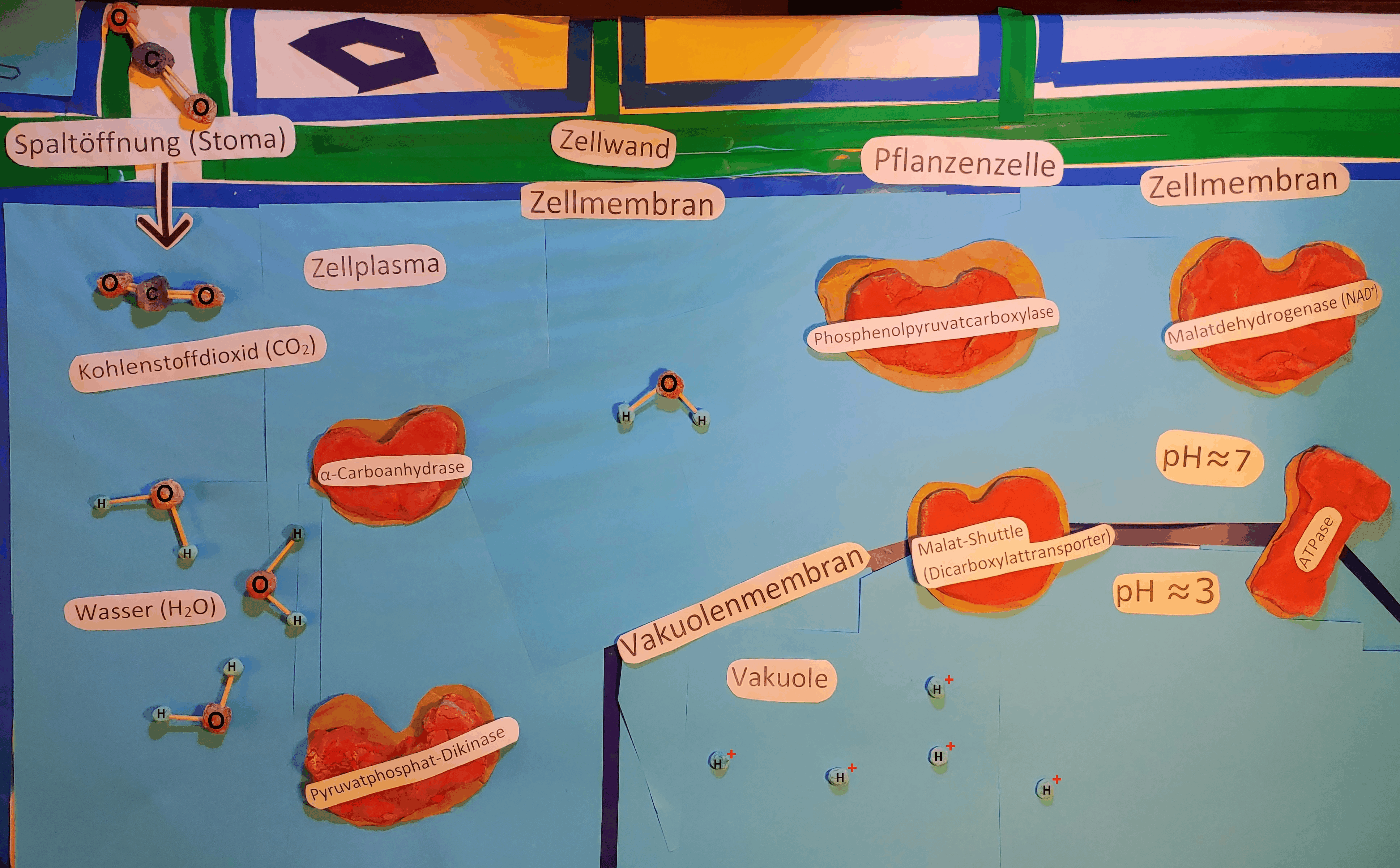 Mit mehreren Bildern lassen sich einfache gif-Animationen erzeugen.Der CAM-Metabolismus animiert. 
