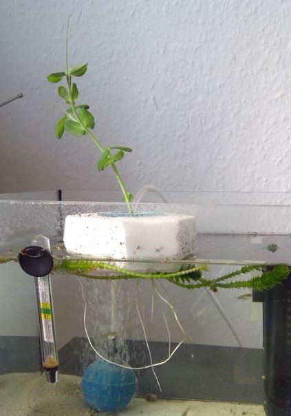 Erstes Experiment zu Hydroponik 