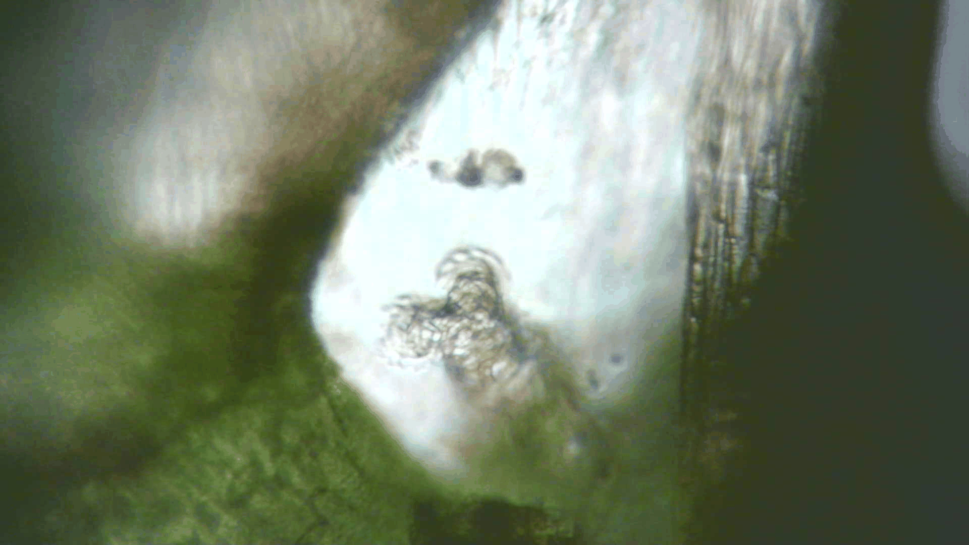 Mit mehreren Bildern lassen sich einfache gif-Animationen erzeugen.