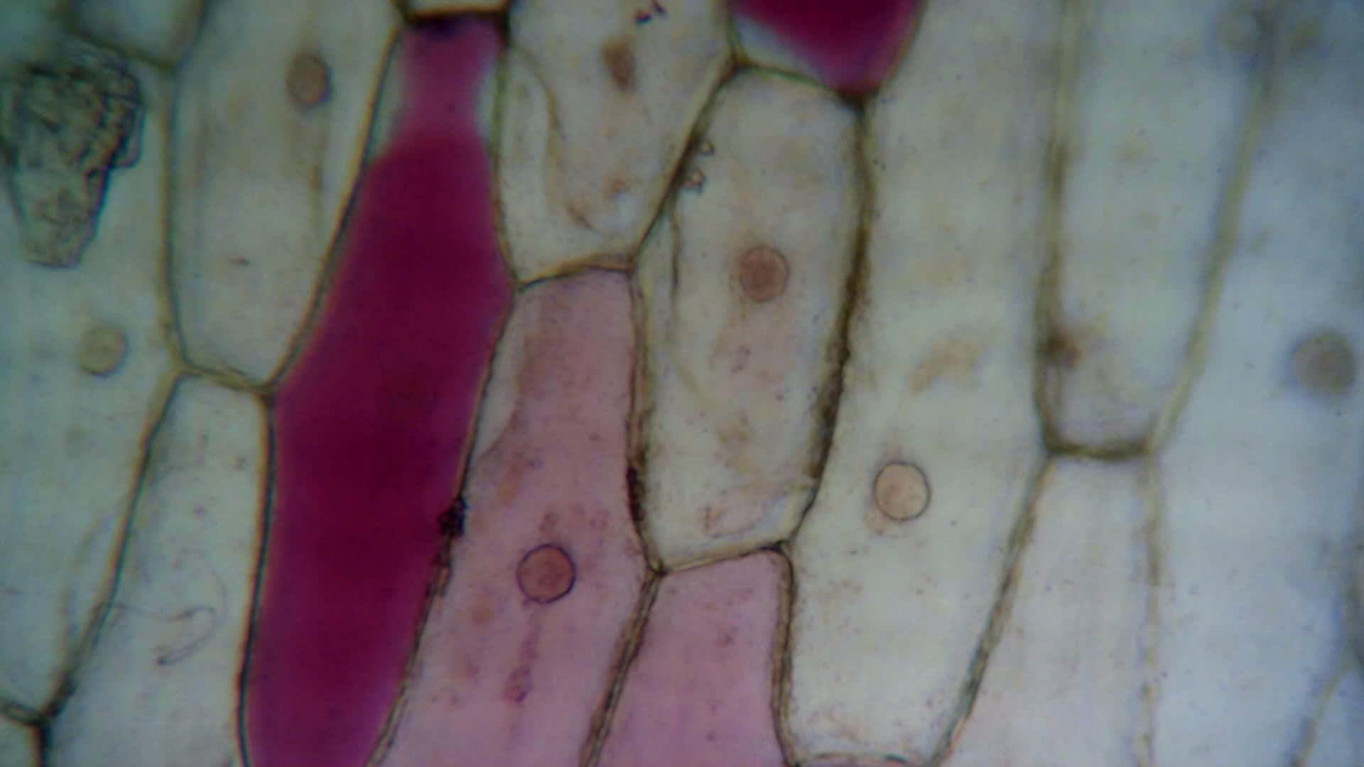 Mit mehreren Bildern lassen sich einfache gif-Animationen erzeugen.