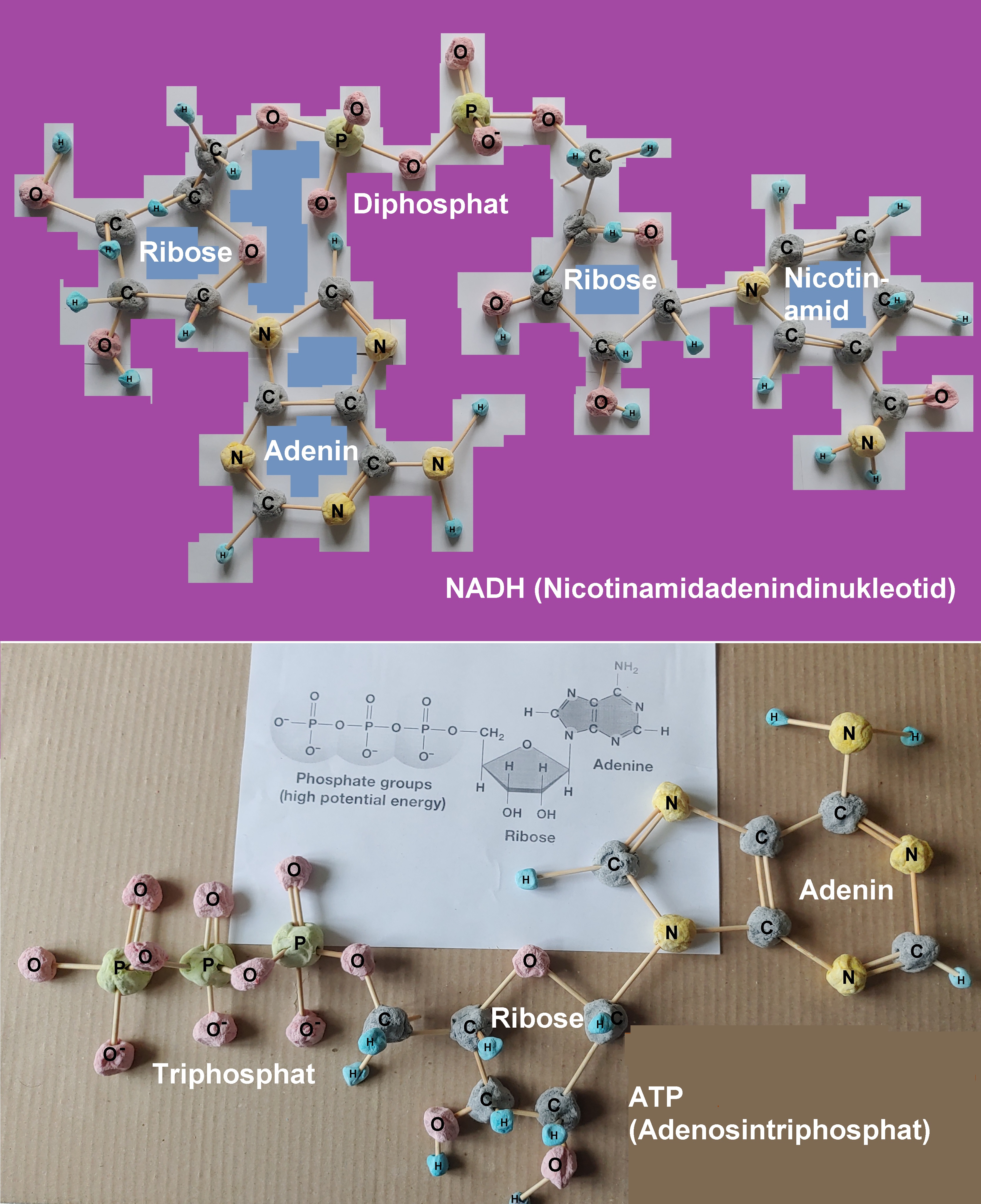 Der Aufbau von ATP und NADH ähneln sich, da Adenin als Baustein immer wieder zu finden ist ( siehe DNS und RNS). 