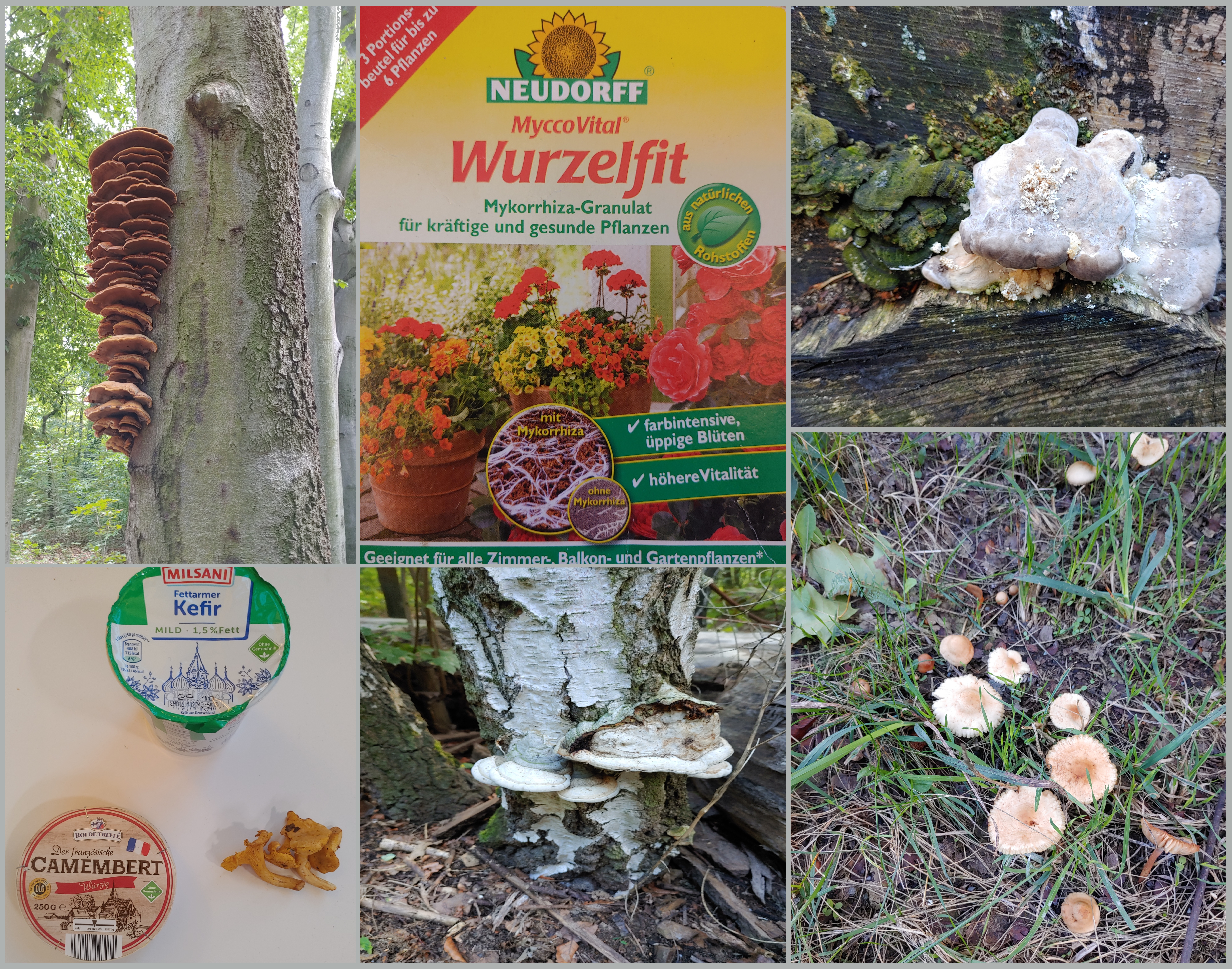  Die Welt der Pilze ist vielfältig.