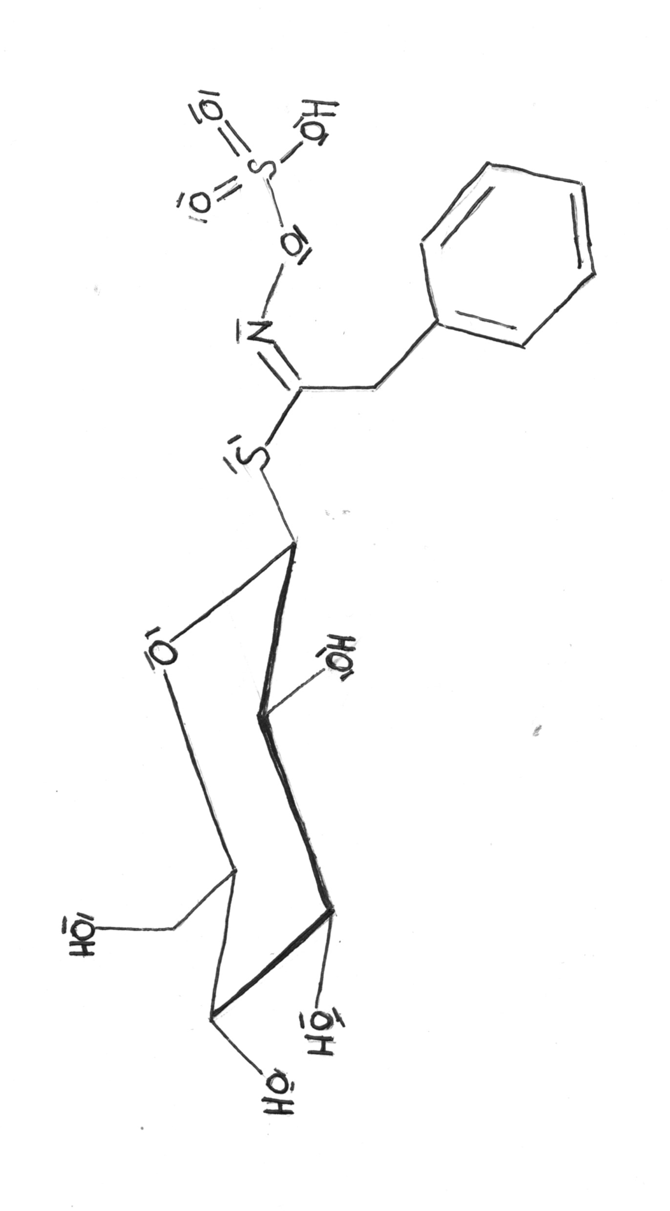 Senf&oumlle sind antibakteriell, antimykotisch und entzündungshemmend