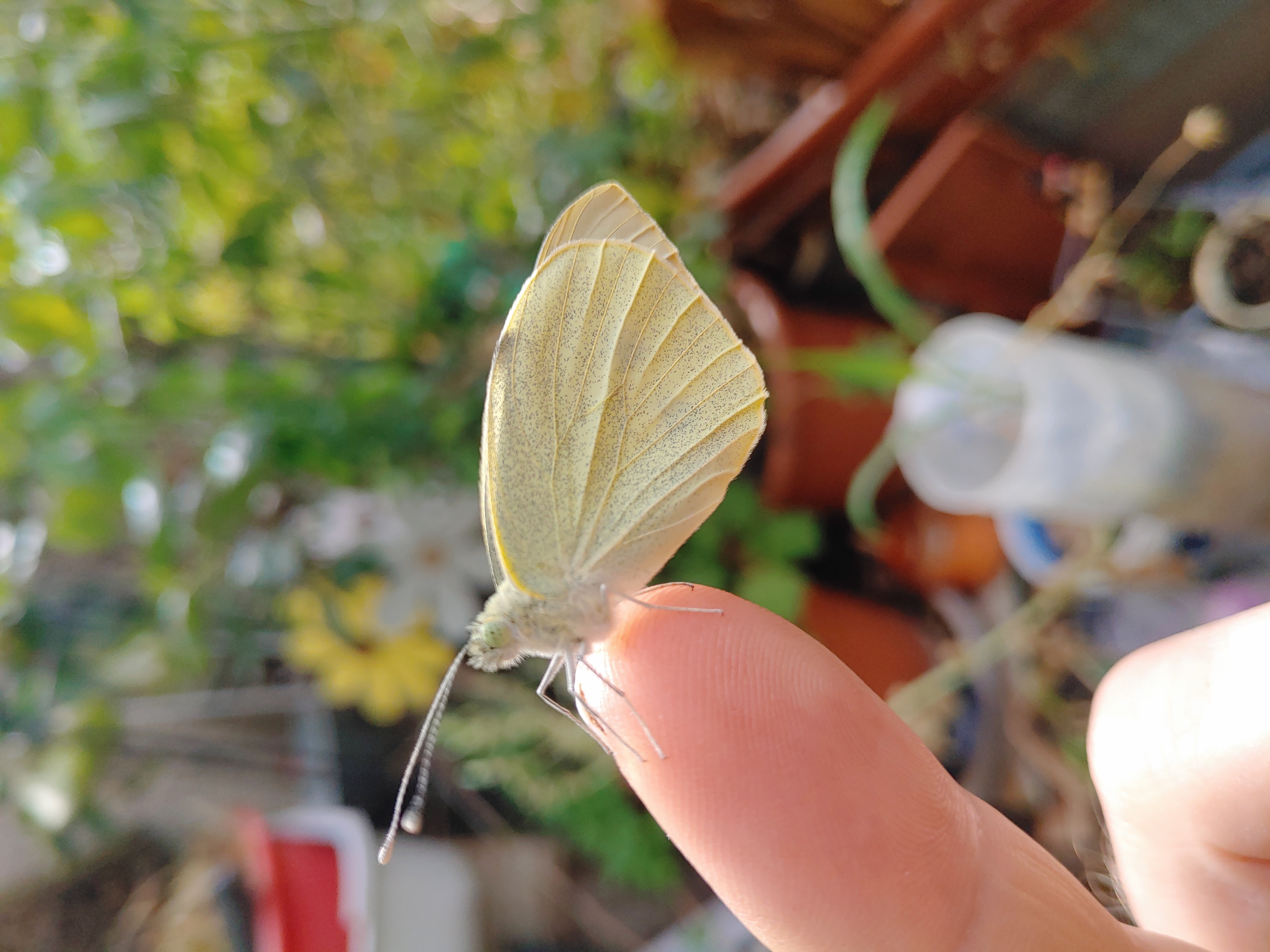 Der große Kohlweißling