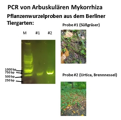 Mykorrhiza-Feldforschung