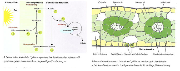 C4-Pflanzen Unterrichtsentwurf