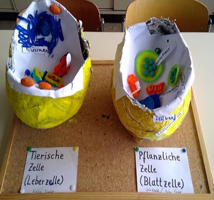 Der Bau eines Zellmodells