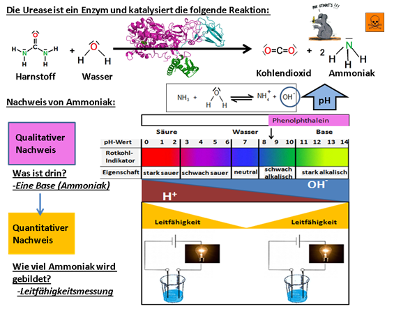 Untersuchung der Kompetitiven Hemmung von Urease mittels Konduktometrie