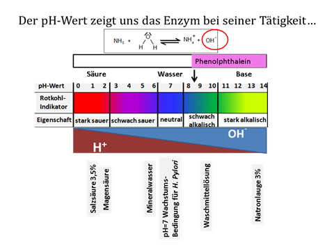 Ein Experiment zur Urease katalysierten Reaktion
