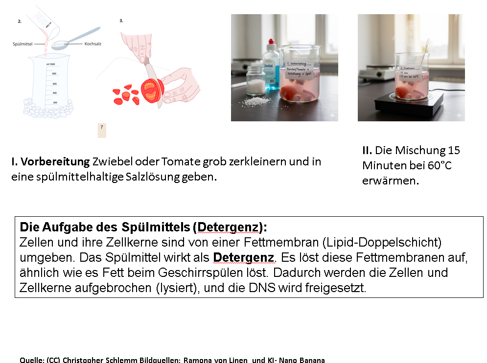 Die Isolierung von DNS