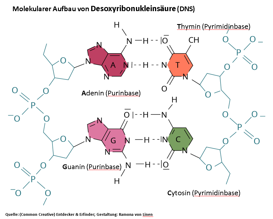 Biomolekulare Versuche Teil 2.: Die Agarose-Gelelektrophorese zur Analyse und Reinigung von DNS