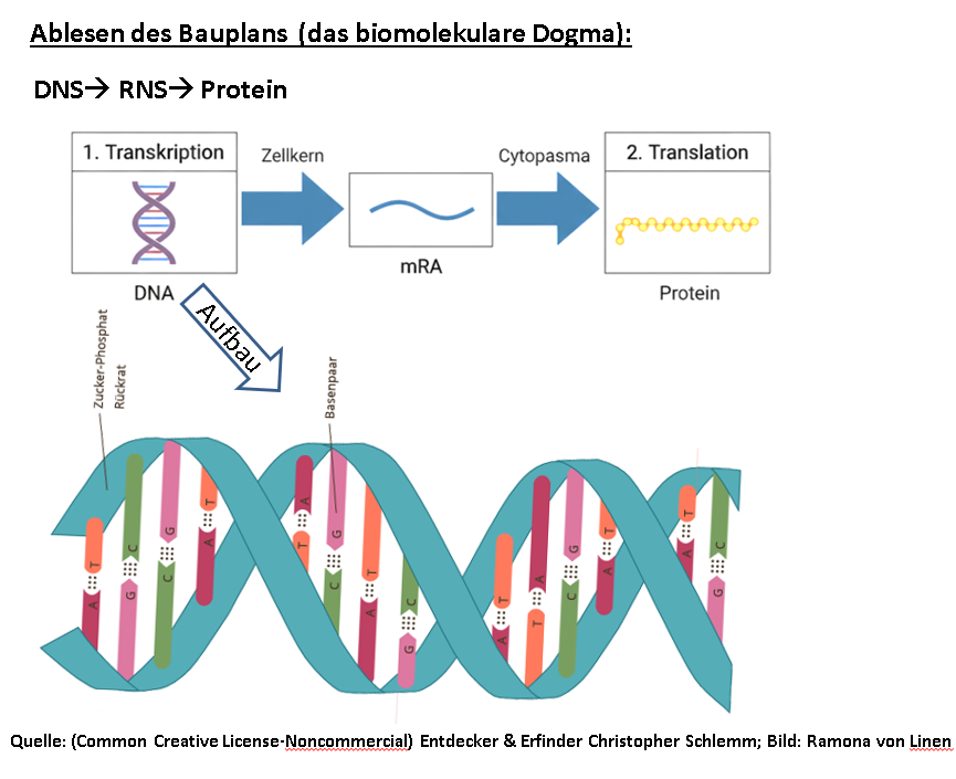 Biomolekulare Versuche Teil 1.: Die Anreicherung von DNS und nasschemischer Nachweis von Phosphat, Desoxyribose und Purin-Basen