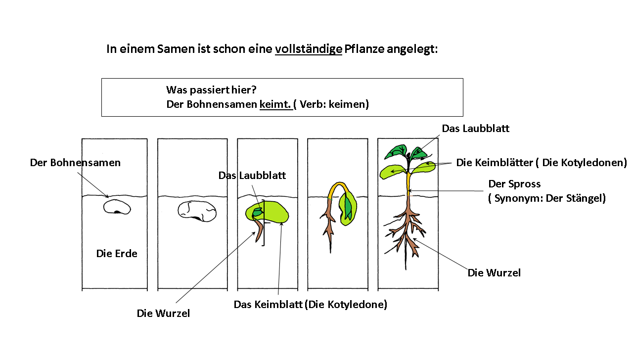 Die Entwicklung einer Samenpflanze