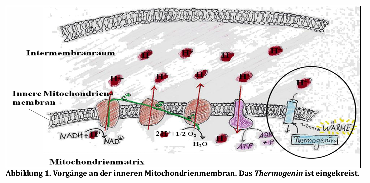 Klausur zu anabolem und katabolem Stoffwechsel